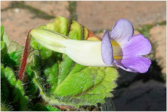 Chirita dielsii