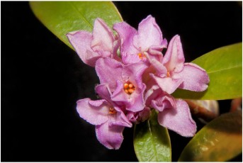 Daphne x hybrida