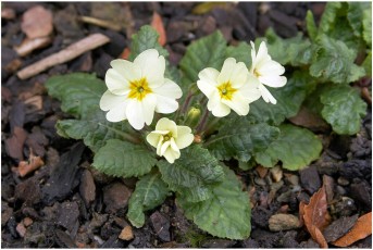 Primula vulgaris ssp. heterochroma