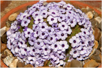 Dionysia afghanica