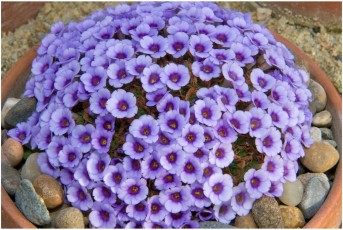 Dionysia 'Gnom'