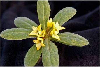 Daphne jezoensis