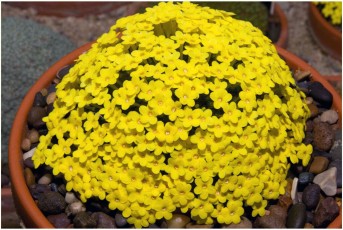Dionysia tapetodes 'Brimstone'