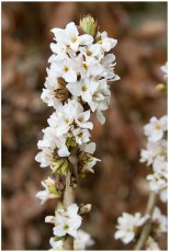 Daphne mezereum 'Alba'