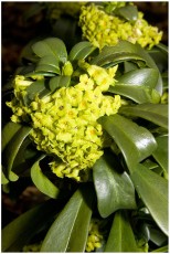 Daphne laureola ssp. philippi