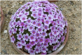 Dionysia freitagii 'EGW-91/10'