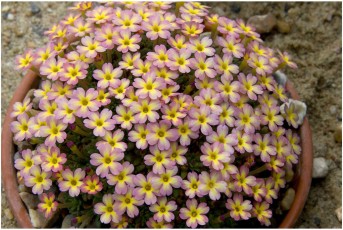 Dionysia 'Charlson Jake'