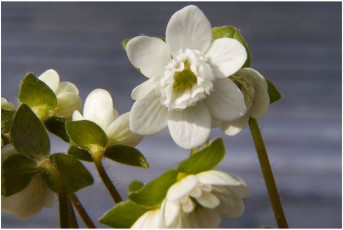 Hepatica nobilis v. japonica 'Hakurin'