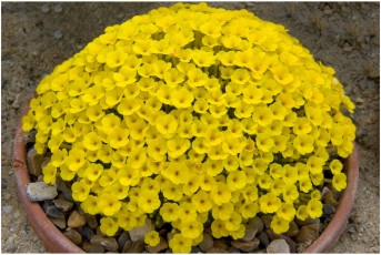 Dionysia 'Adora'