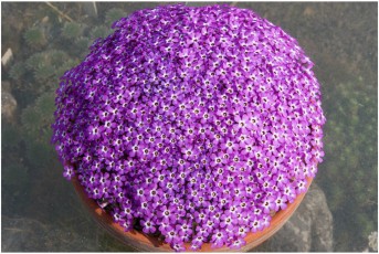 Dionysia bryoides x ? 'JM/MK9707/138'