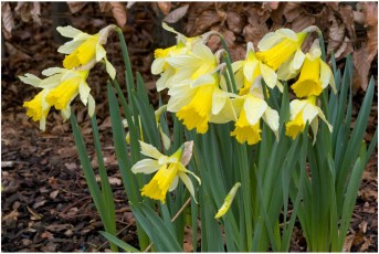 Narcissus pseudonarcissus ssp. pseudonarcissus