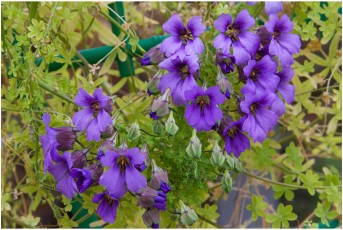 Tropaeolum hookerianum ssp. austropurpureum