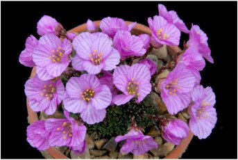 Saxifraga dinnikii 'Stasek'