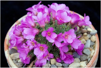 Saxifraga columnaris