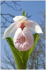 Cypripedium formosanum