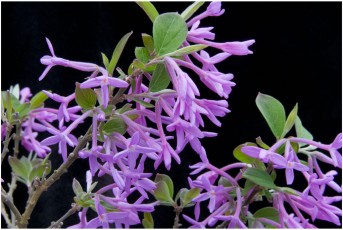 Daphne genkwa 'Large Flower Form'