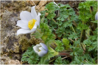 Pulsatilla georgica