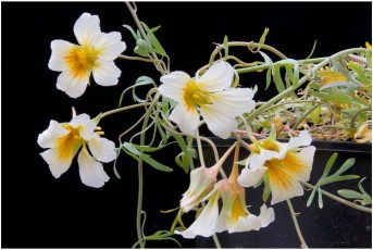 Tropaeolum sessilifolium 'JJA-14356'
