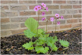 Primula polyneura