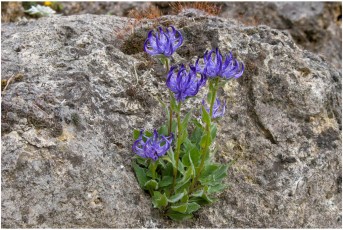 Phyteuma sieberi
