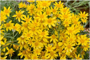Eriophyllum lanatum v. integrifolium