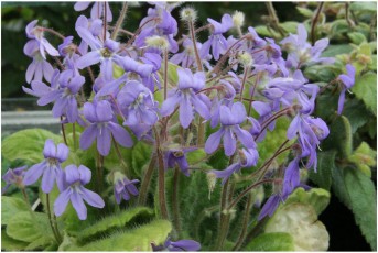 Petrocosmea nervosa
