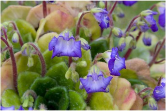 Petrocosmea forrestii