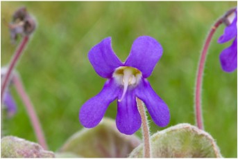 Petrocosmea flaccida