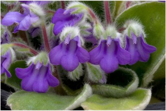 Petrocosmea cavaleriei