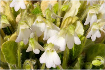 Petrocosmea rosettifolia