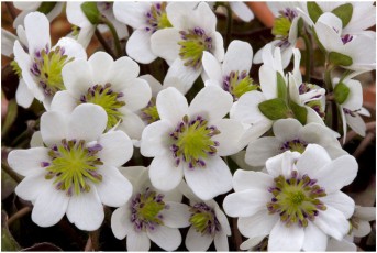 Hepatica nobilis 'Hû-sen'