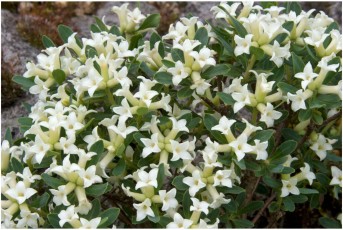 Daphne aff. transcaucasica 'JH-33/97'