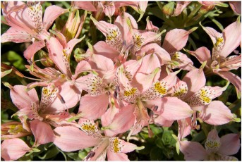 Alstroemeria hookeri