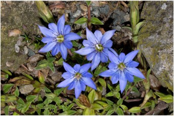 Gentiana syringea