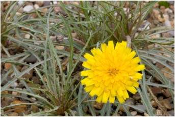 Hypochaeris montana v. hookeri
