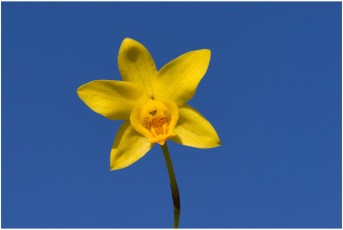 Spathoglottis ixioides