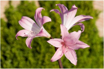 Amaryllis belladonna