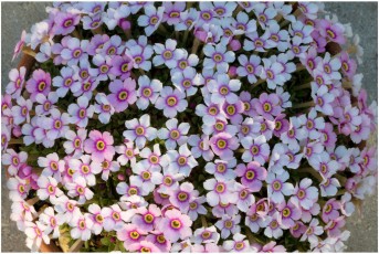 Dionysia curviflora 'ENF93/11'