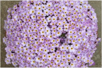 Dionysia curviflora 'ENF93/11'