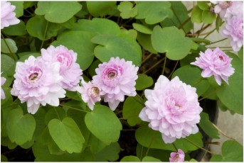 Anemonella thalictroides 'Double Pink'
