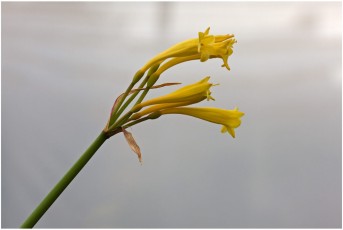 Cyrtanthus breviflorus