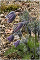 Pulsatilla vulgaris ssp. bogenhardiana