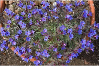 Alkanna incana
