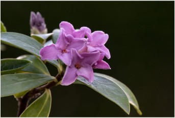 Daphne x hybrida