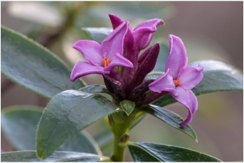 Daphne x hybrida