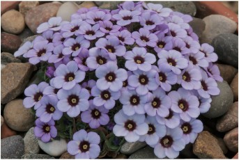 Dionysia 'Ludek Zvolanek'