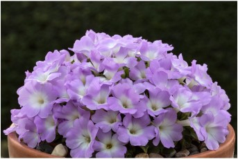 Primula allionii 'Little O'