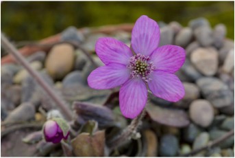 Hepatica japonica 'T7-2'
