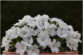 Primula allionii 'Eureka'
