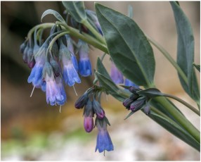 Mertensia macdougalii